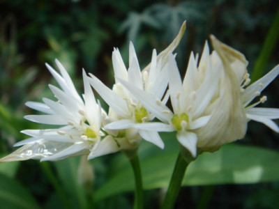 Allium_ursinum.JPG