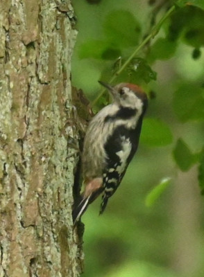 Vogerl_220716_Mittelspecht.jpg