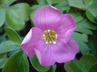 Oxalis_oregana_var._smalliana.JPG