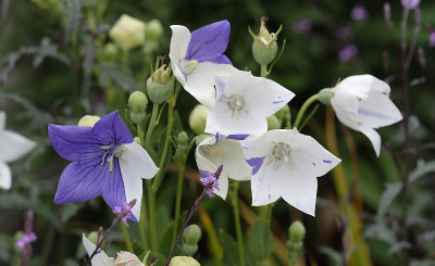 DSC_5768_DxO.jpg