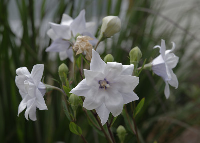 DSC_5868_DxO.jpg