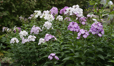 DSC_5864_DxO.jpg