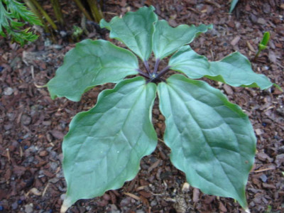 Paris_podophyllum.JPG