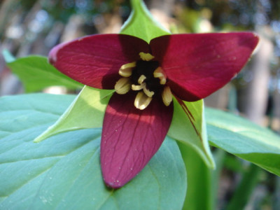 Trillium_erectum_Purple.JPG