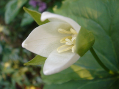 Trillium_flexipes_2.JPG