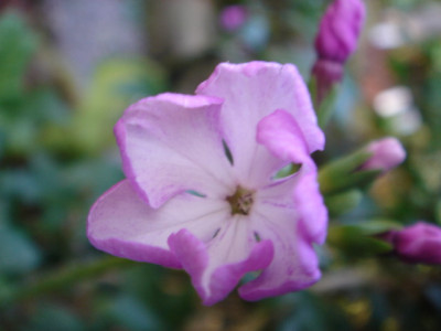 Primula_siebodii_Sangoguko.JPG