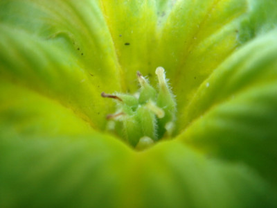 Primula_vulgaris_Francesca_1.JPG