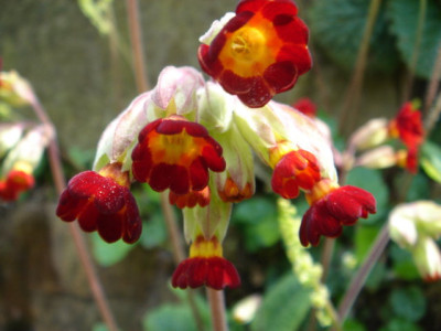 Primula_veris_Sunset_Shades.JPG