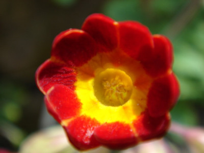 Primula_veris_Sunset_Shades_Blute.JPG