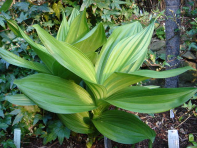 Veratrum_album.JPG