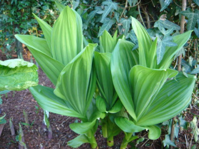 Veratrum_californicum.JPG