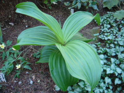 Veratrum_viride_1.JPG