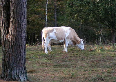 simmentaler_heidebegrazing.jpg