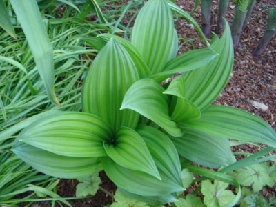Veratrum_lobelianum_1.JPG