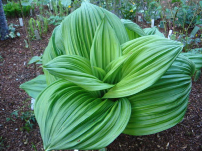 Veratrum_nigrum_1.JPG