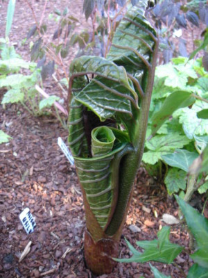 Arisaema_utile_2.JPG