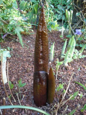 Arisaema_dilatatum_1.JPG