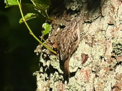 Vogerl_220714_Baumläufer.jpg