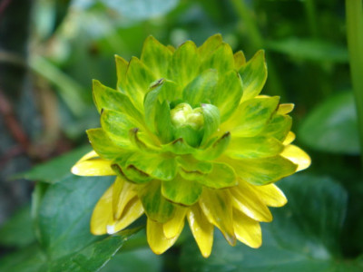 Ranunculus_ficaria_Double_Bronze_2.JPG