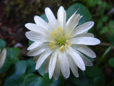 Ranunculus_ficaria_Alba_Plena_1.JPG