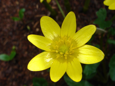Ranunculus_ficaria_unbekannt_2.JPG