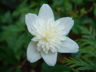 Anemone_nemorosa_Multiplex_1.JPG