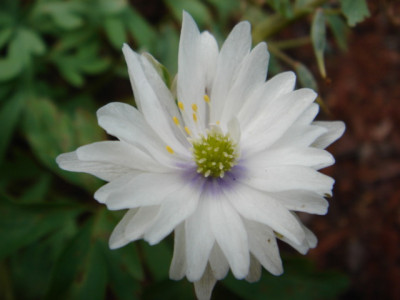 Anemone_nemorosa_Blue_Eyes_1.JPG