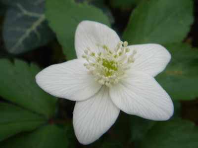 Anemone_trifoliata.JPG