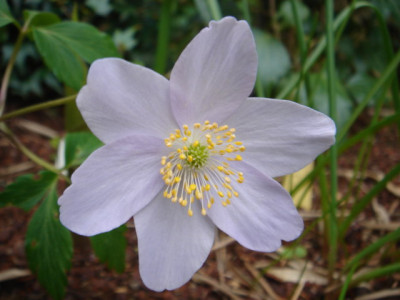 Anemone_x_media_Abendhimmel.JPG