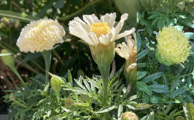 Tagetes.JPEG