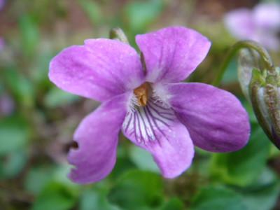 Viola_1.JPG