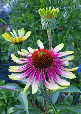Echinacea unbekannt.jpg