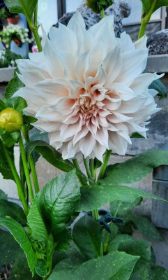 Dahlia Cafe au Lait2.jpg