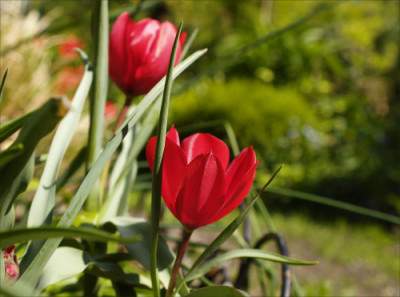 T._wilsoniana.jpg