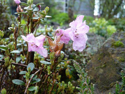 Rhododendron_pumilum_fars_2008.jpg