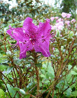 Rhododendron_saluenense_ssp._chamaeunum_fars_2008.jpg