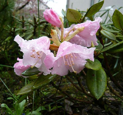 Rhododendron_pseudochrysanthum_fars_2008.jpg