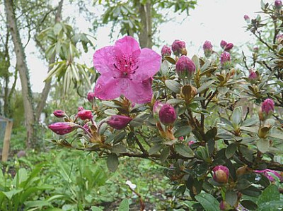 Rhododendron_calostrotum_Gigha_Form_fars_2008.jpg