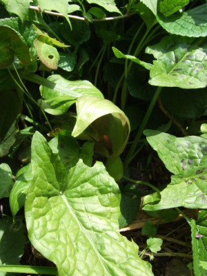 DSCF6739.jpg