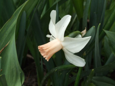 DSCF6462.jpg