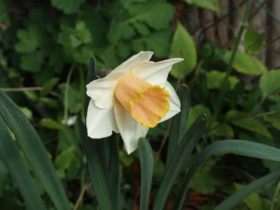 DSCF6475.jpg