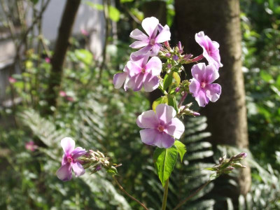 DSCF3175.JPG