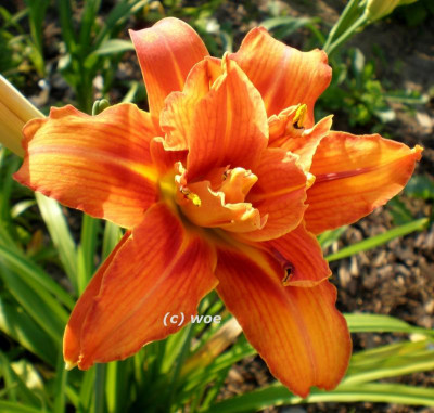 H. fulva quanzo (2).jpg