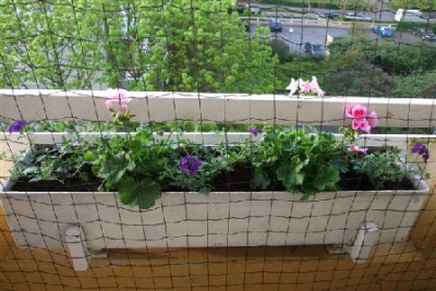 Blumenkasten_April_26a.jpg