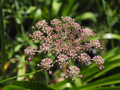 Daucus carota Queen Anns Lace P7190005.JPG
