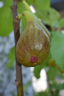 Feige Göbrichen 001.JPG