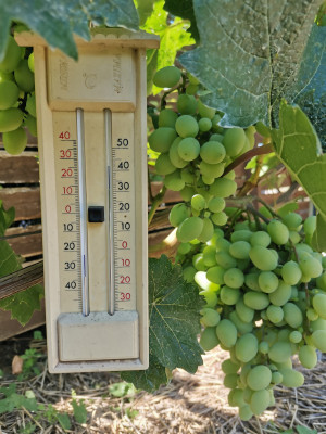 Traubenzone Temperatur.jpeg