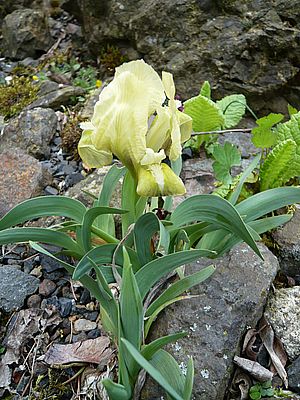 Iris_im_Steingarten_fars_2008.jpg