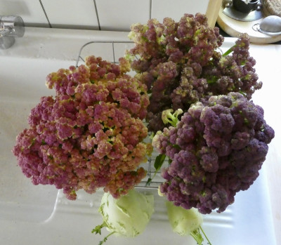 ernte_220720.jpg