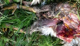 totes_huhn.JPG